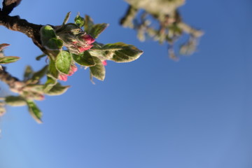 Apfelblüte unter blauem Himmel