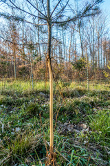 Wiederaufforstung im Wald