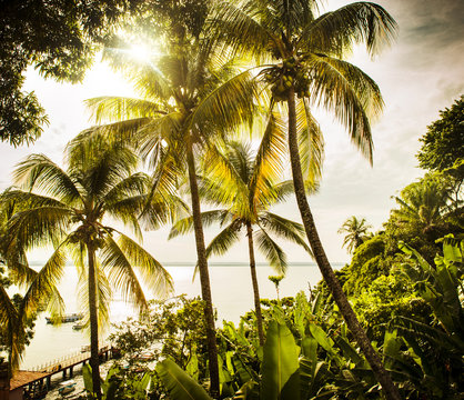 Sunlight shining through palm trees on the coast of Morro de sao paulo, Brazil, South America