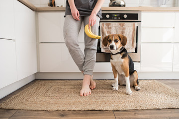 girl with a dog beagle in the kitchen