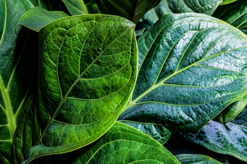 closeup nature view of green leaf texture, dark wallpaper concept, nature background, tropical leaf