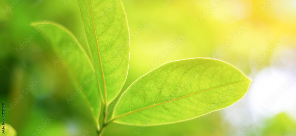 Aufkleber a close-up view of 3 leaves, whose backgrounds and backgrounds are bokeh
