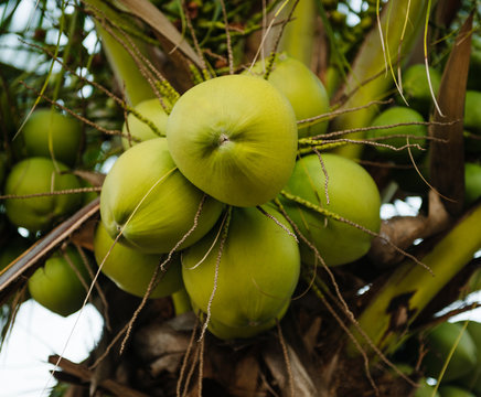 coconuts on the tree, morro de sao paulo, Brazil, South America
