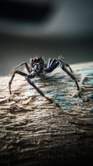 spider on the wall