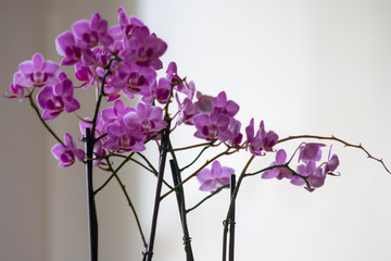 purple orchid in a glass vase