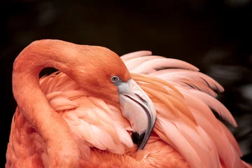 Fotobehang Flamingo Flamingo neck twisting pose  © SIX60SIX