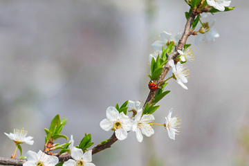 Ladybug sits on a cherry tree flower