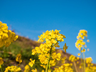 Fototapeta premium 菜の花