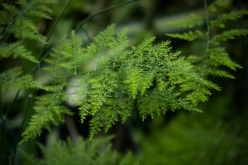 green fern leaves