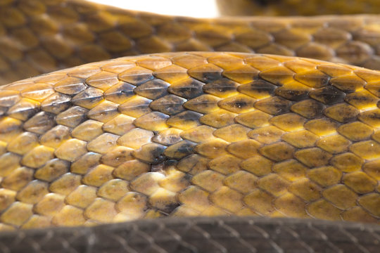 Coelognathus flavolineatus, the black copper rat snake or yellow striped snake, is a species of Colubrid snake found in Southeast Asia. isolated on white background