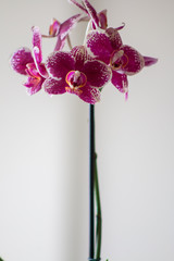 pink orchid on black background