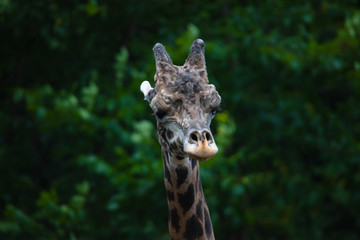 portrait of a giraffe