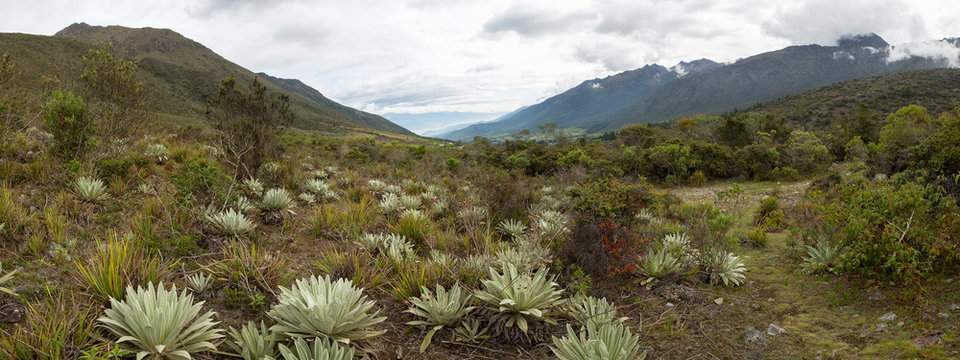 View of the Paramos, endemic plants, mountain near Merida. Unique ecosystem found in the Andes of Venezuela, Colombia, Ecuador, and Peru