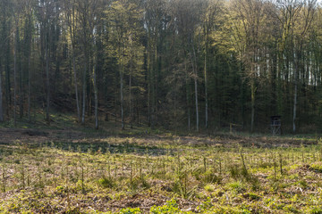 Wiederaufforstung im Wald