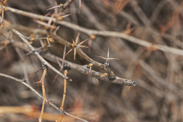 Macro photography of plants. Branches of a bush with sharp needles. Photos of the nature of Siberia and Russia in the spring.
