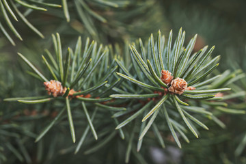 Macro shooting of plants. Coniferous branches with young buds look like flowers. Photos of the nature of Siberia and Russia in the spring.