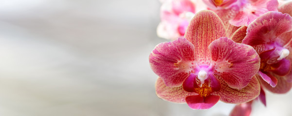 Panoramic background with pink orange orchid flowers and copy space.