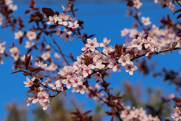 pink cherry blossom