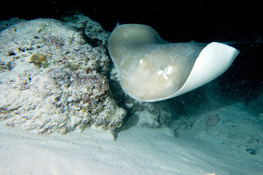 Giant Blackparsnip Stingray Fish