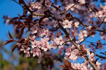 pink cherry blossom