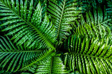 fern leaf, lush green foliage in rainforest, nature background	
