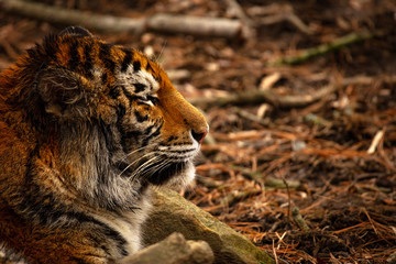 Bengal Tiger Stalking It's Prey