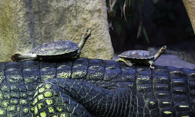 Turtles on a crocodile