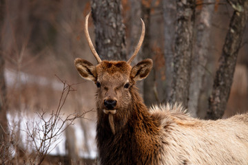 Elk Grazing In A Grassy Field After A Long Winter