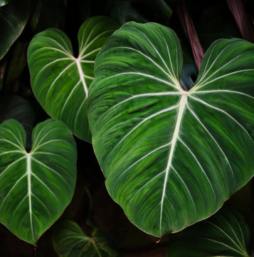 close up of green leaves in Parque Lage, a public park in the city of Rio de Janeiro, located in the Jardim Bot&acirc;nico neighborhood at the foot of the Corcovado, Rio De Janeiro, Brazil
