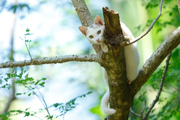 Beautiful Cat on a tree