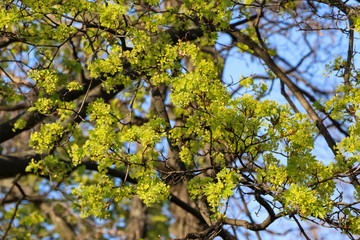 tree in spring