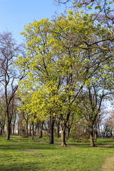 Obraz premium wiosna w parku