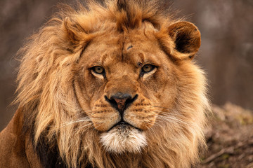 Portrait of a male African lion