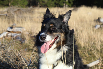 Australian shepherd in the wind