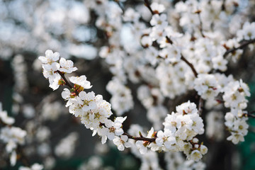 Spring blooming cherry or apricot. The spring sun