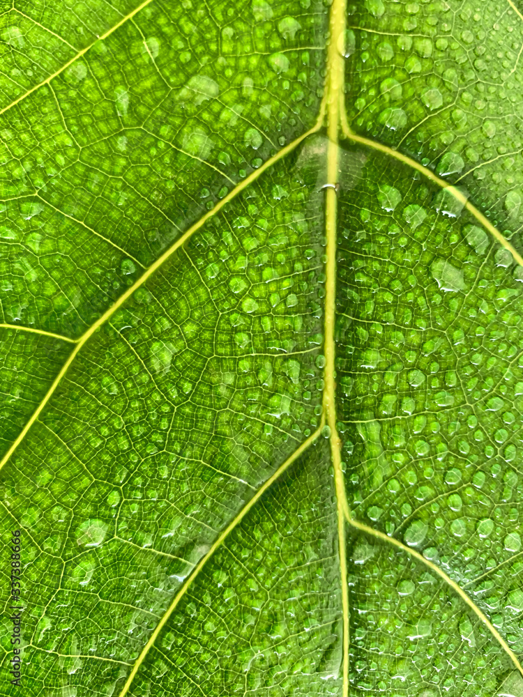 Aufkleber dark green leaves the pattern is pronounced and the texture of the water droplets on the leaves feel