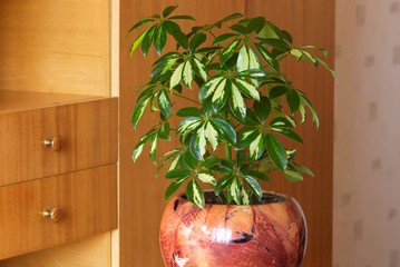 Scheffler's decorative plant arboricola for rooms, offices, halls.