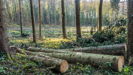Gefällte Bäume und gerodeter Waldlichtung