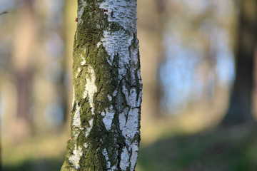 Birch
