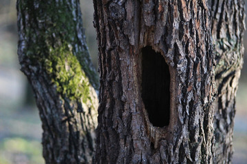 Fototapeta premium Hole in the tree