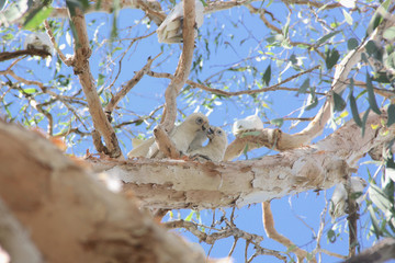 2 cockatoos kissing on a branch