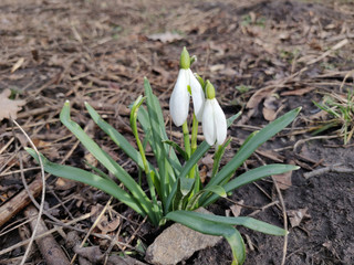 Snowdrop flowers