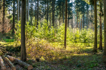 Wiederaufforstung im Mischwald