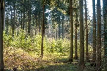 Wiederaufforstung im Mischwald