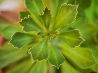 close up of green leaves