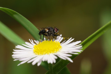 Macro summer small flower fly Lecanipa bicincta sits on flower