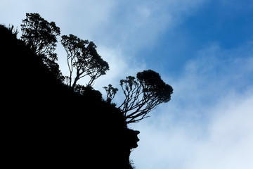 Backlit of endemic plants and vegetation on top of the Roraima Tepui, Gran Sabana. Venezuela 2015.