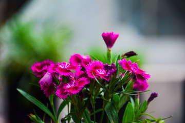 pink and purple flowers / Dianthus chinensis