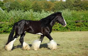 Shire horse. Black stallion galloping on a meadow.