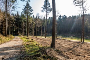 Gefällte Bäume und gerodeter Waldlichtung